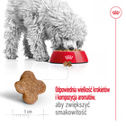 ROYAL CANIN Mini Adult 8+ karma sucha dla psów dojrzałych ras małych 2 kg