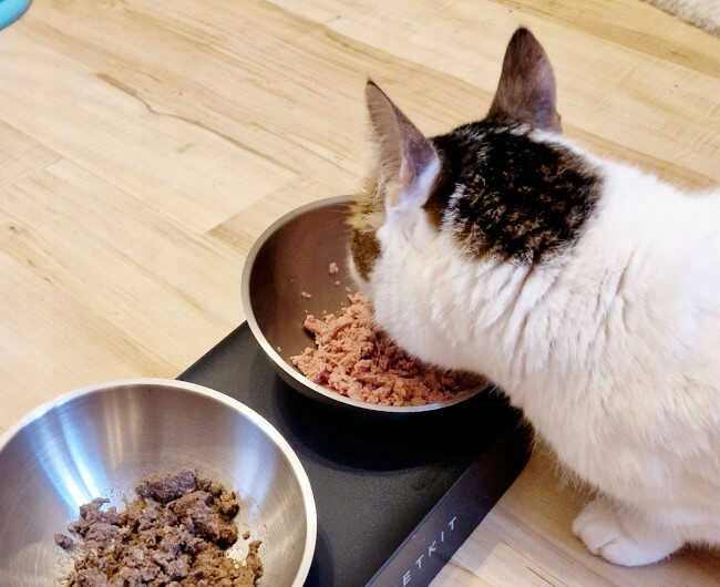 WIEJSKA ZAGRODA Karma mokra dla Kociąt Mix smaków 12 x 400g bezzbożowa