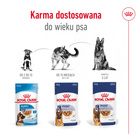 ROYAL CANIN Maxi Adult karma mokra w sosie dla psów dorosłych 10 x 140 g