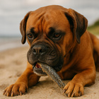 GACZOO 100% Naturalny przysmak dla psa Szprotki Bałtyckie 100g smakołyk