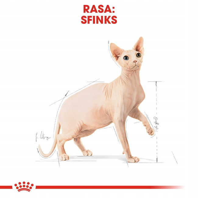 ROYAL CANIN Sphynx Adult karma sucha dla kotów dorosłych rasy sfinks 2 kg