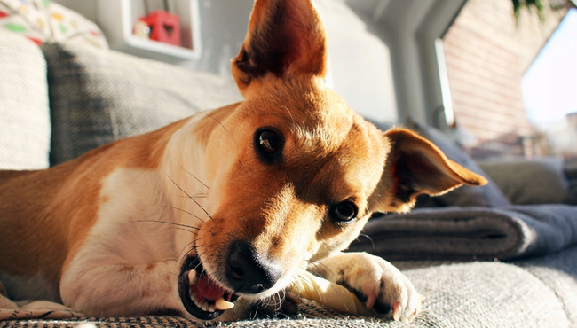 DOLINA NOTECI Skóra z Dorsza zdrowy przysmak dla psa 12 x 40g