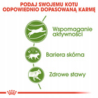 ROYAL CANIN Outdoor karma sucha dla kotów dorosłych 10 kg