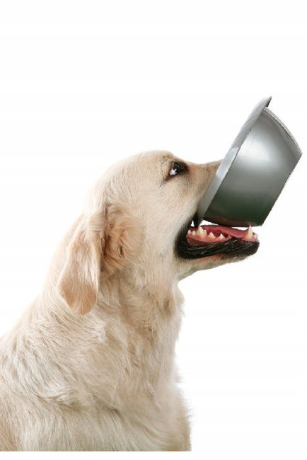 BARRY KING Miska plastikowa dla psa i kota Szara rozmiar S 0,38l