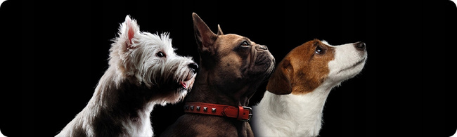 PET REPUBLIC przysmak gryzak dentystyczny dla psa Kaczka rozmiar M 100g