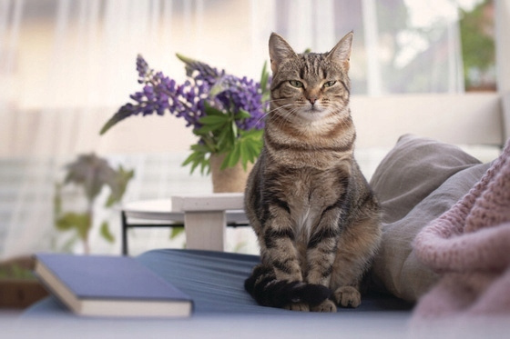 BENEK Neutralizator zapachu Naturalny do żwirku dla kota 500g