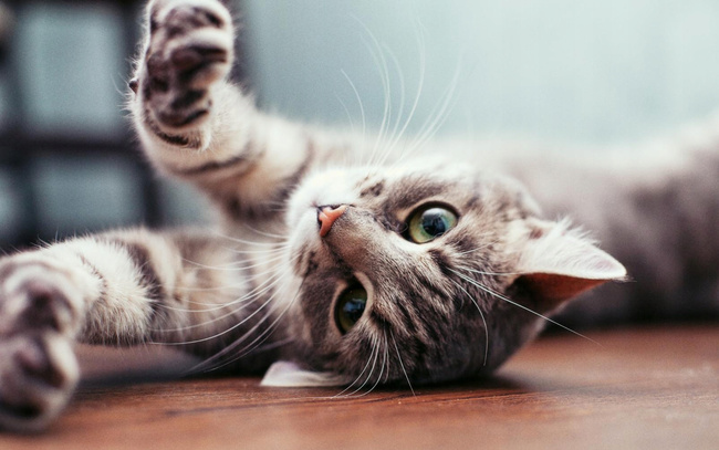 GRANDORF KITTEN Karma sucha dla kociąt Jagnięcina Indyk 400g