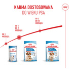 ROYAL CANIN Medium Starter Mother&Babydog karma sucha dla suk 15 kg