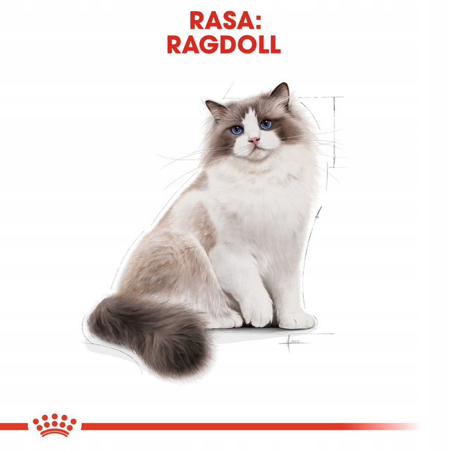 ROYAL CANIN Ragdol Adult karma sucha dla kotów dorosłych 2 kg