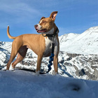 GAME DOG AniFlexi+ V2 Suplement na stawy dla psa 250g