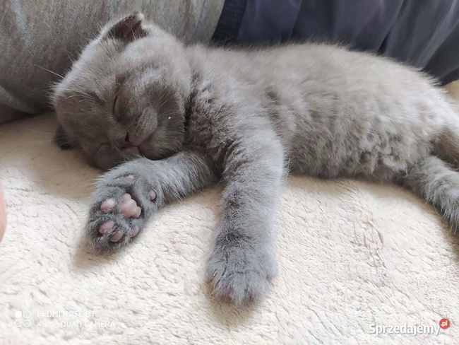 Animonda Vom Feinsten Kitten Pate mokra karma dla kociąt 100g pasta mięsna