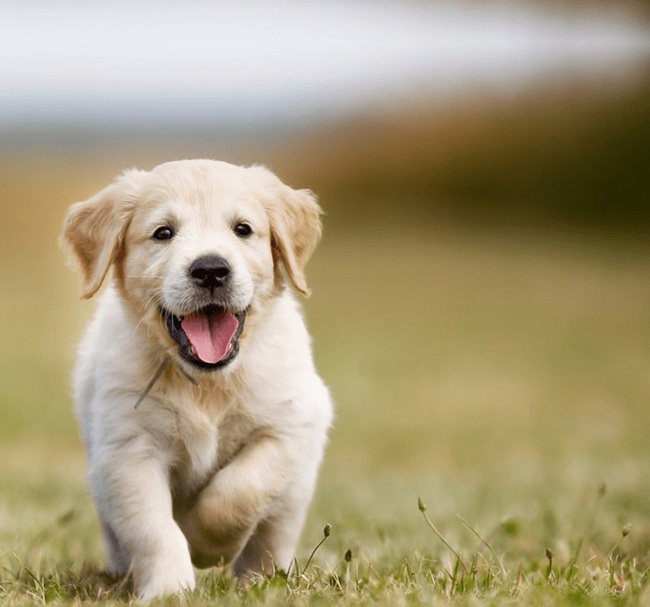 Brit Care Mini Puppy 85g Lamb mokra karma dla szczeniąt